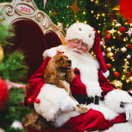 Santa Photography (3).png