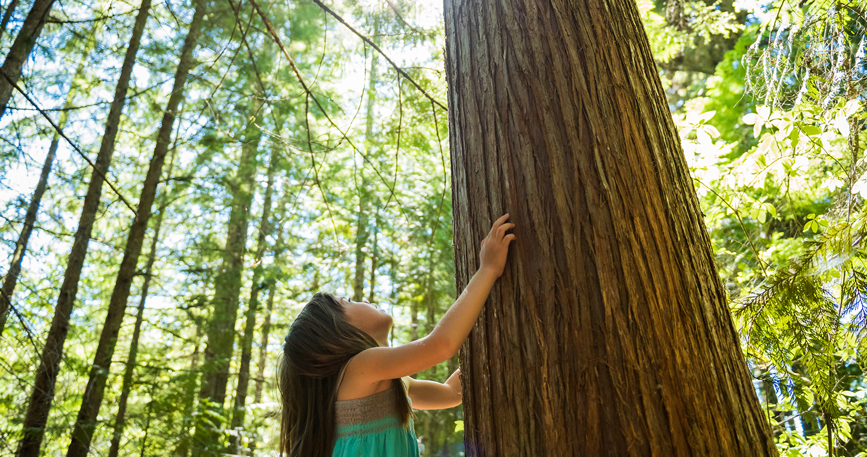 Sustainability Image